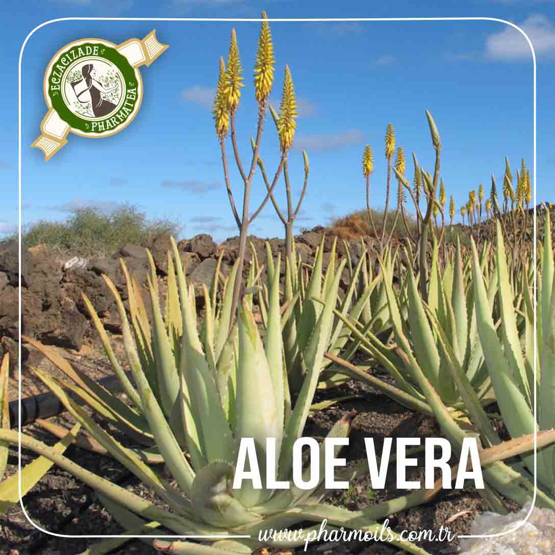 agave attenuata ableger Agave attenuata – The Madd Potter main image 1