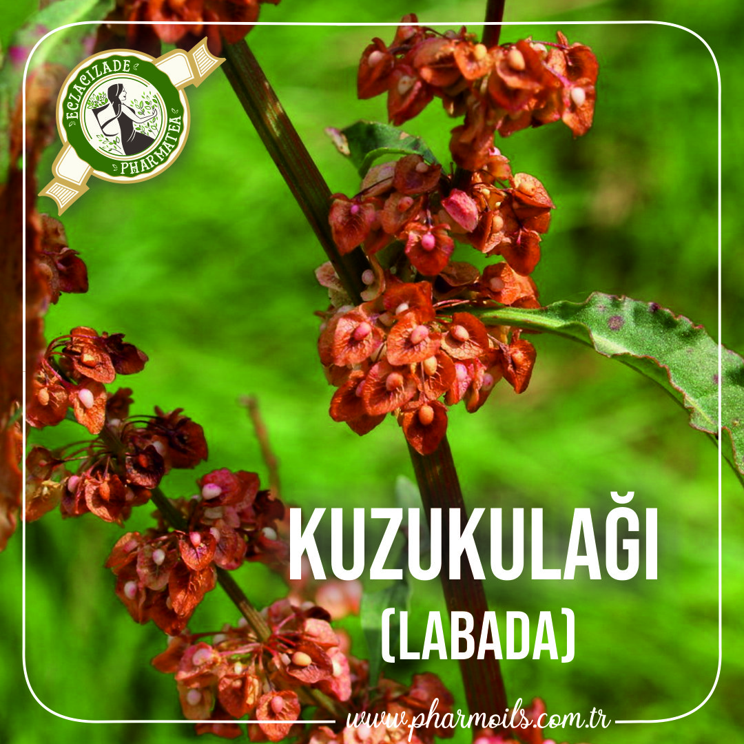 KUZUKULAĞI (LABADA) PHARMOİLS BİTKİSEL -FİTOTERAPİNİN BİLİMLE VE ...