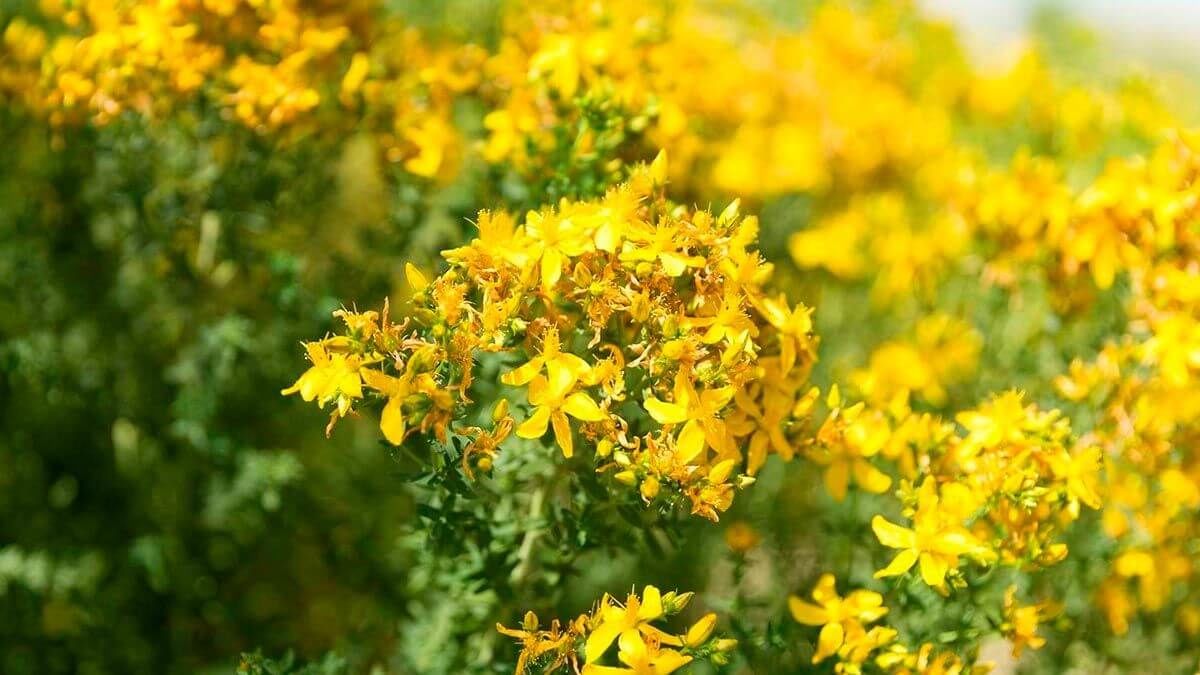 Sarı Kantaron: Yararları ve Tehlikeleri