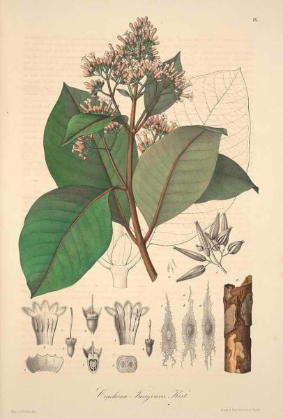 Kına Kına Öğütülmüş 100 g