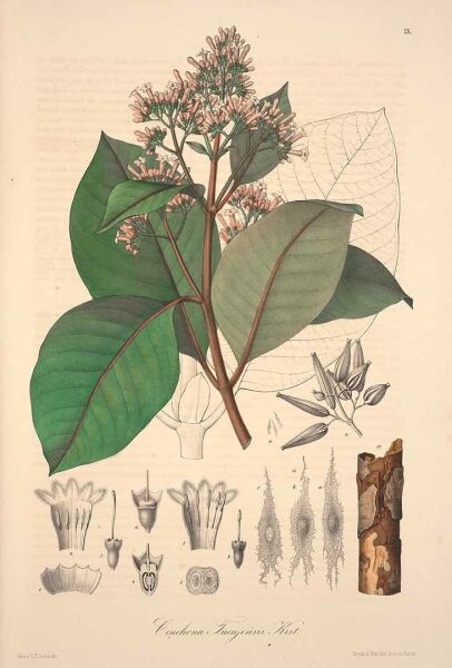 Kına Kına Öğütülmüş 100 g