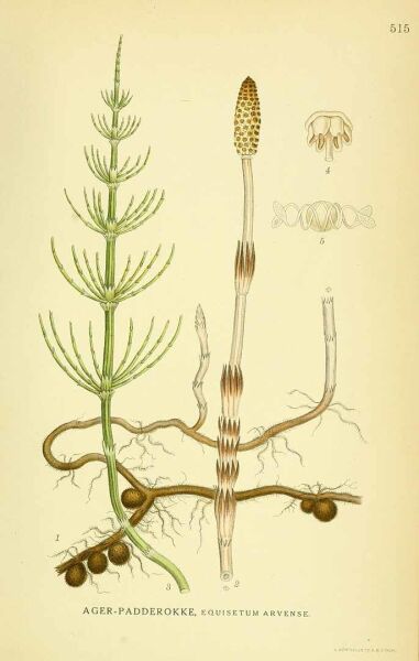 Kırkkilit Otu - At Kuyruğu 30 g