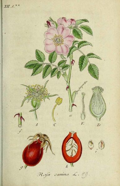 Kuşburnu - Tane 150 g