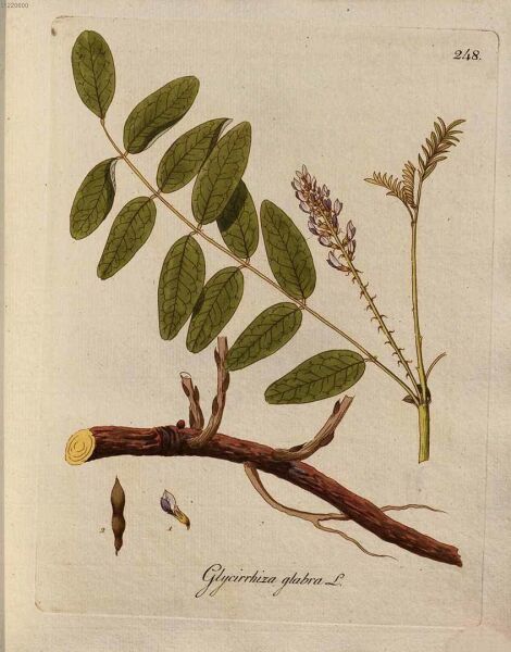 Meyan Kökü Lifi 50 g