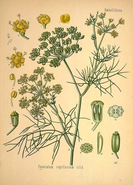 Rezene 140 g