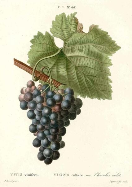 Üzüm Çekirdeği 200 g