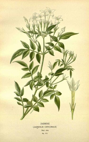 Yasemin - Çiçek 30 g