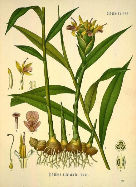 Zencefil - Kök 150 g