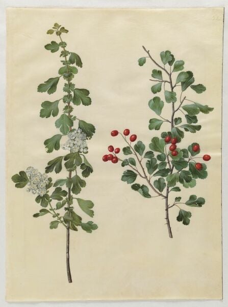 Alıç Yaprağı 50 g