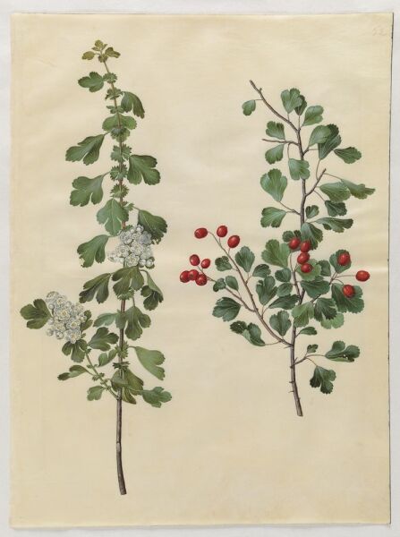 Alıç Yaprağı 50 g