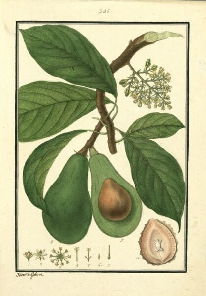 Avokado Yaprağı 40 g