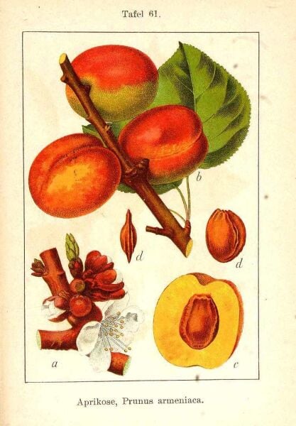 Kayısı Çekirdeği Yağı 20 ml