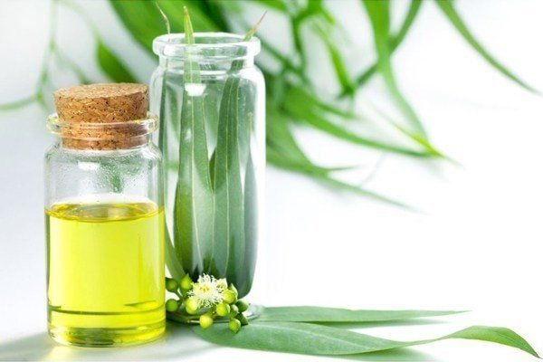 Okaliptus Yağı 20 ml