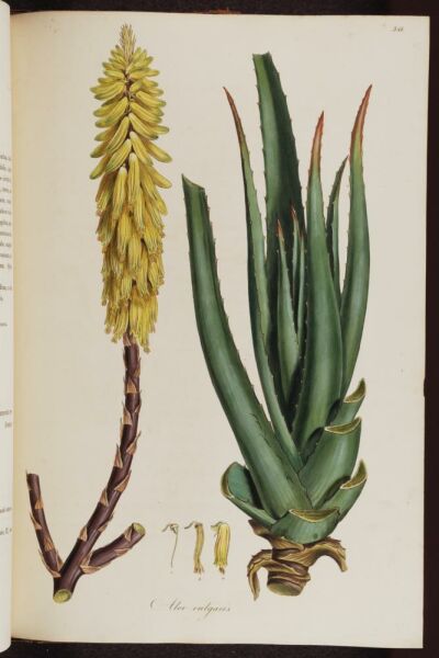 Aloe Vera Yağı 20 ml