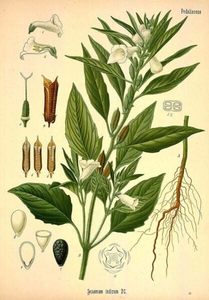 Susam Yağı 100 ml