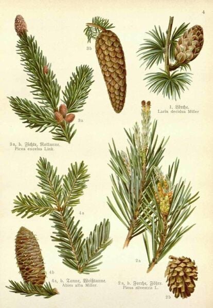 Çam Terebentin Yağı  50 ml