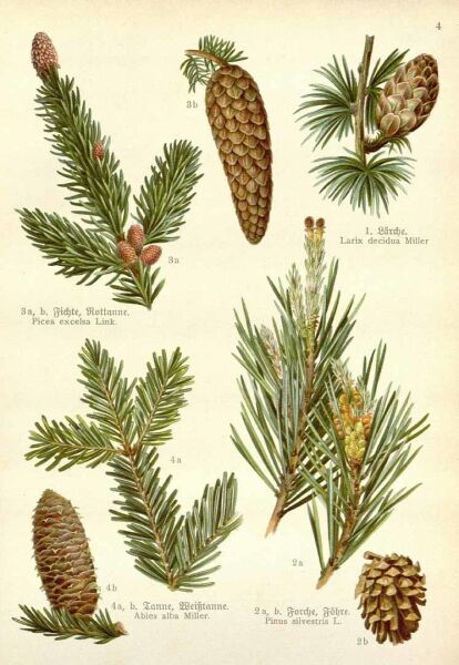 Çam Terebentin Yağı  50 ml