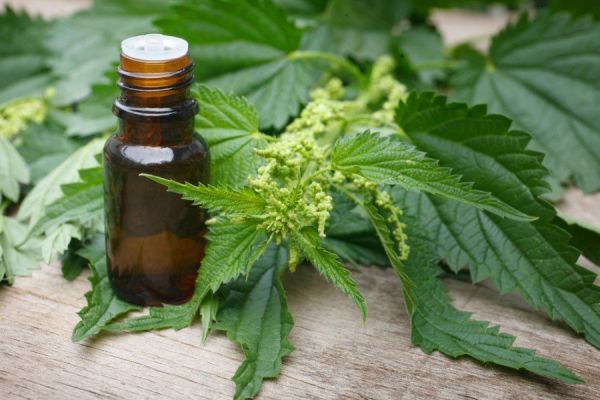 Isırgan Yağı 20 ml