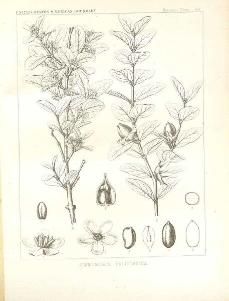 Jojoba Yağı 20 ml