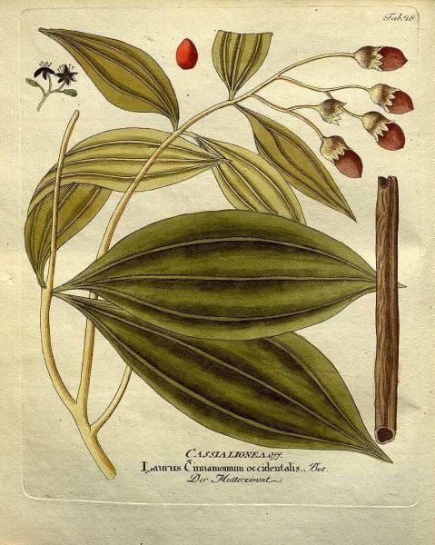 Tarçın Yağı 20 ml