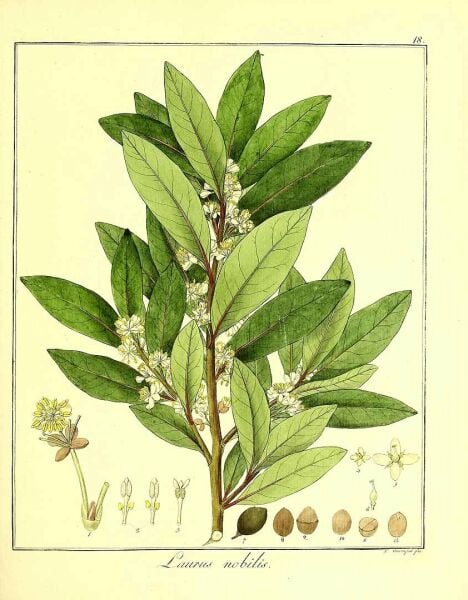 Defne  Yaprağı  Yağı 20 ml